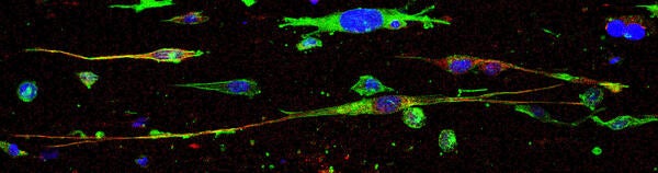 Research header